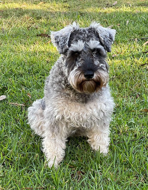Hazel