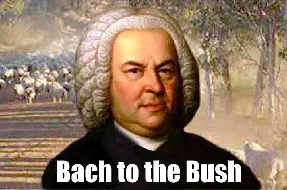 Bach-to-bush-opt