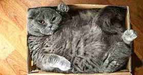 cat-in-box--horiz opt